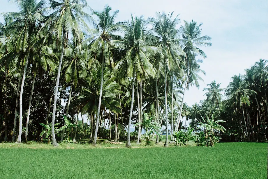 Image of palm trees